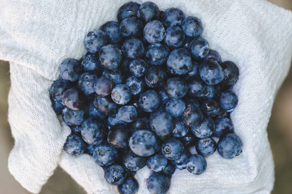 benefits of wild blueberries