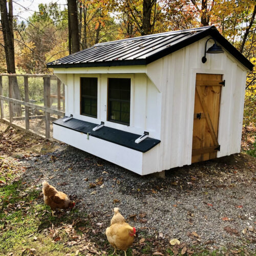 Raising Backyard Chickens: Our Experience