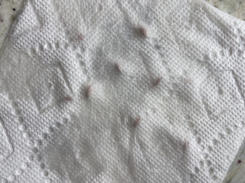 paper towel method seed germination 